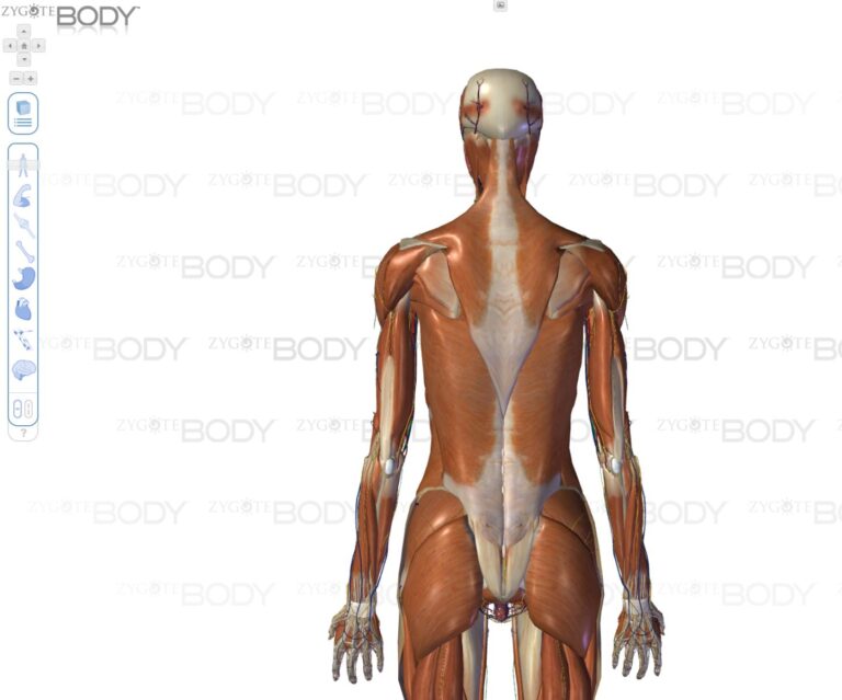 인체를 3D로 살펴보자.